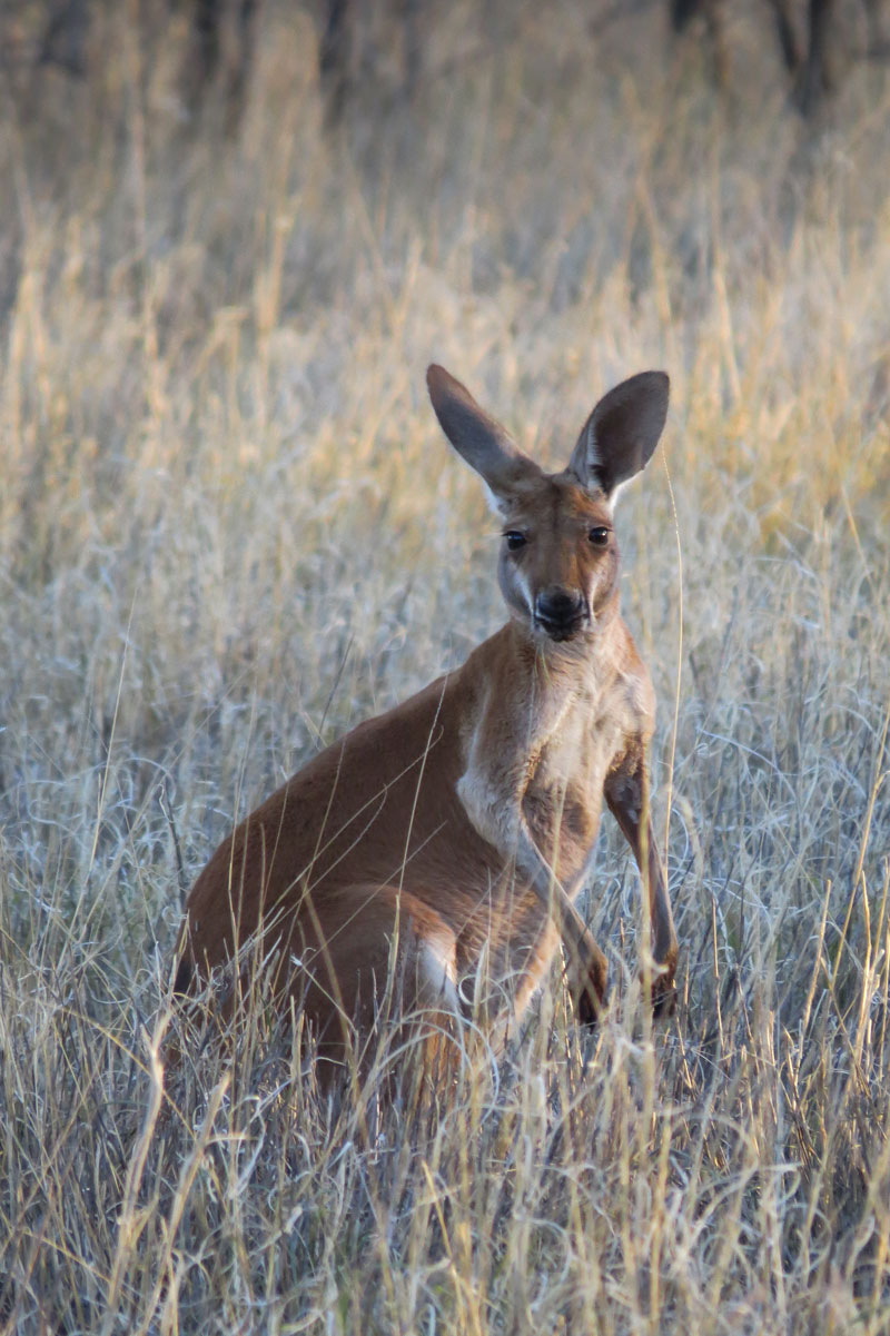 Australië The Kangaroo Sanctuary in Alice Springs Hanneke op reis Australië The Kangaroo Sanctuary in Alice Springs Hanneke op reis