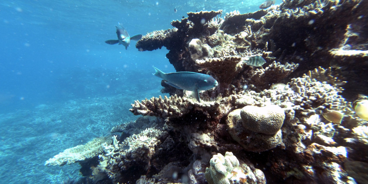 Duiken op het Great Barrier Reef in Australië.
