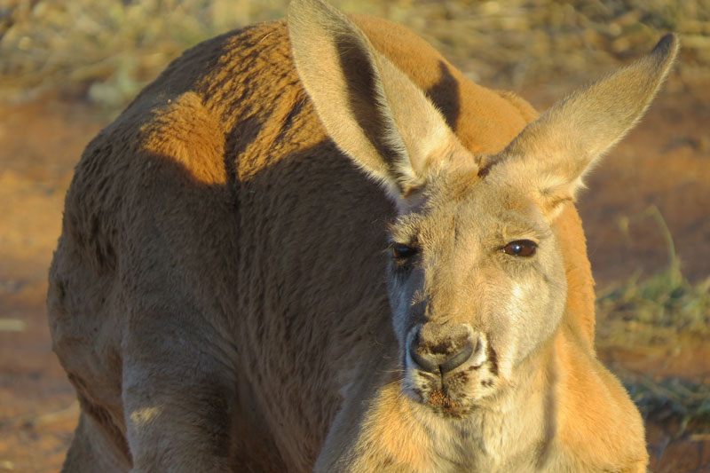 Australië The Kangaroo Sanctuary in Alice Springs Hanneke op reis Australië The Kangaroo Sanctuary in Alice Springs Hanneke op reis