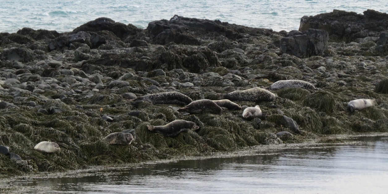 Zeehonden en andere dieren in IJsland.