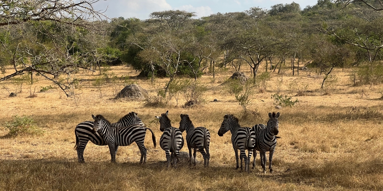 Oeganda Lake Mburo, zebra's
