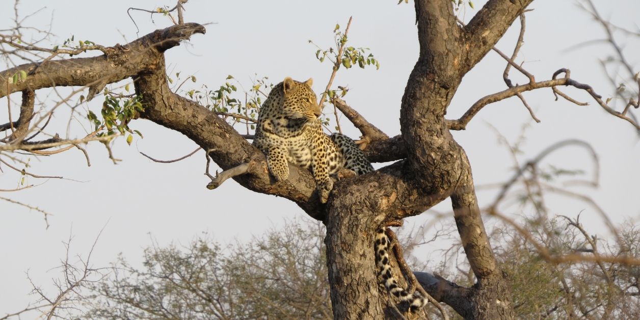 Luipaard in Greater Kruger, Zuid-Afrika