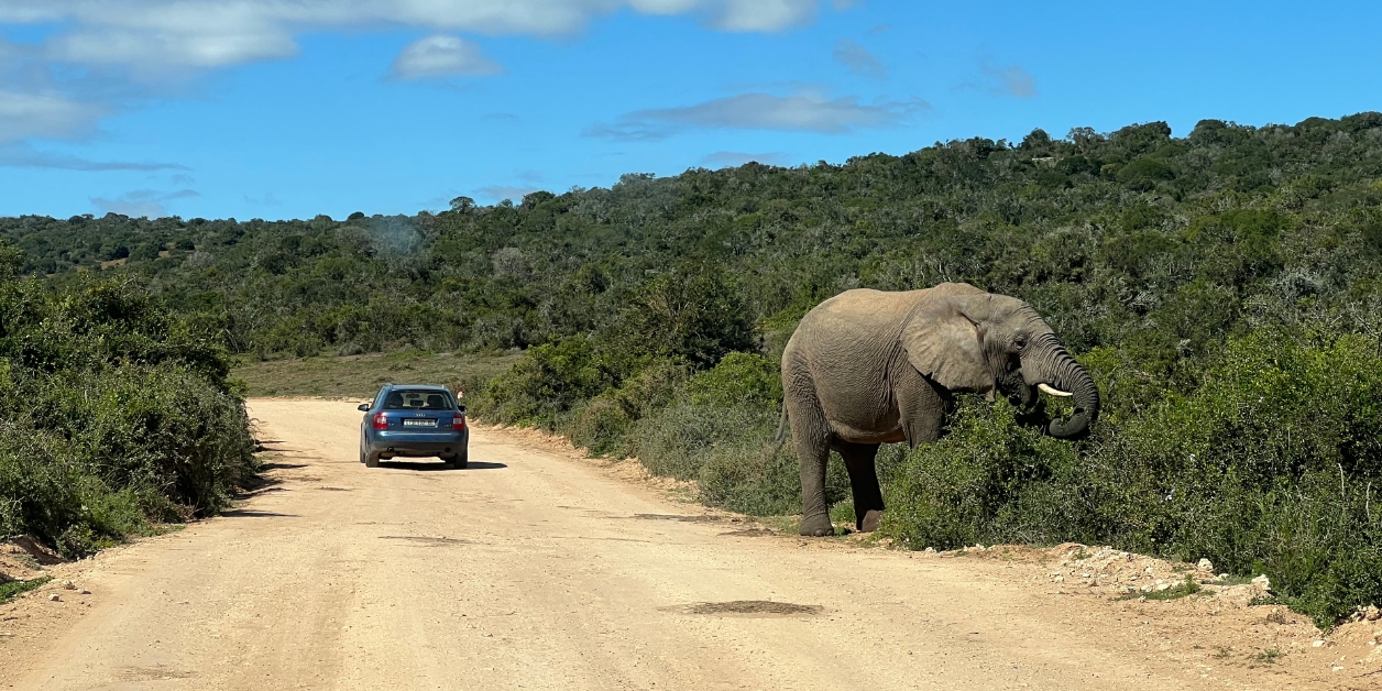 Addo Elephant Park