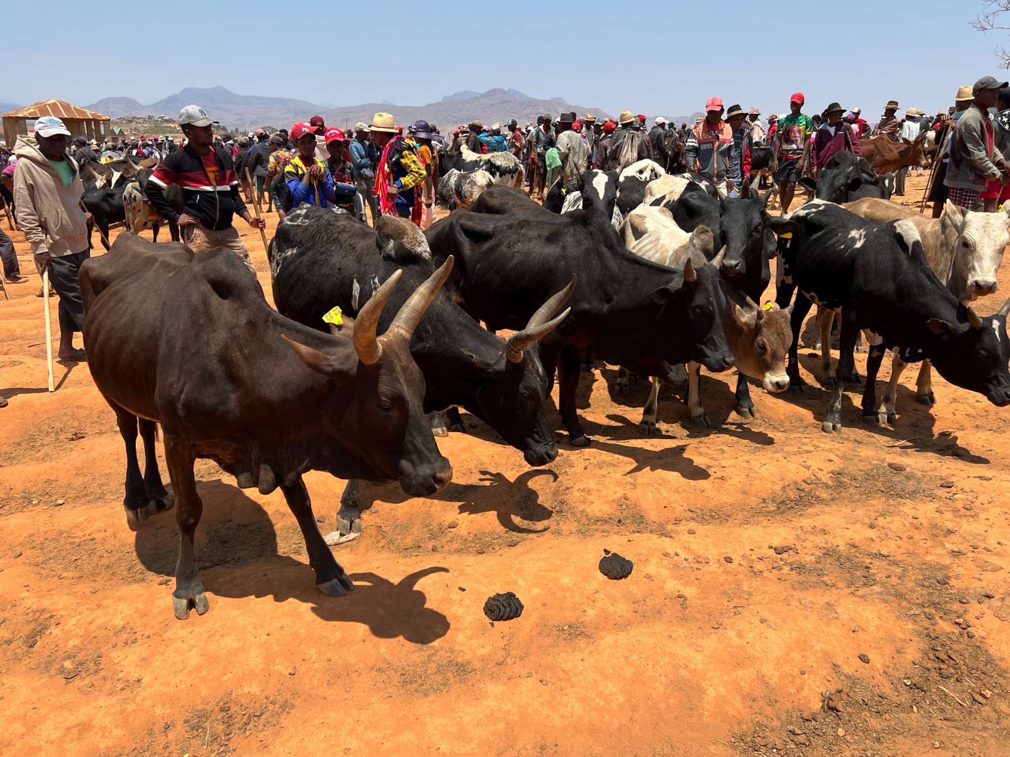 Zebu's op de Ambalavao Zebu Market.