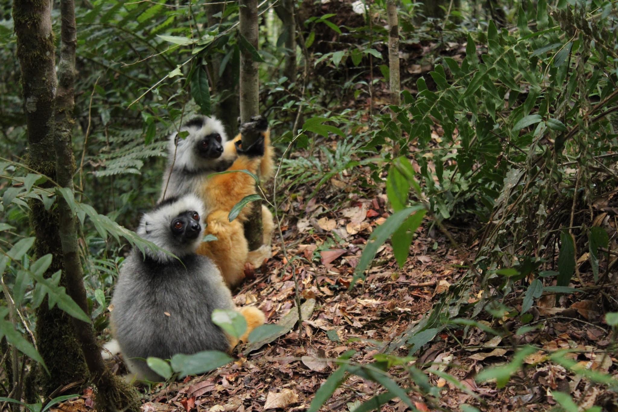 Diadeemsifaka