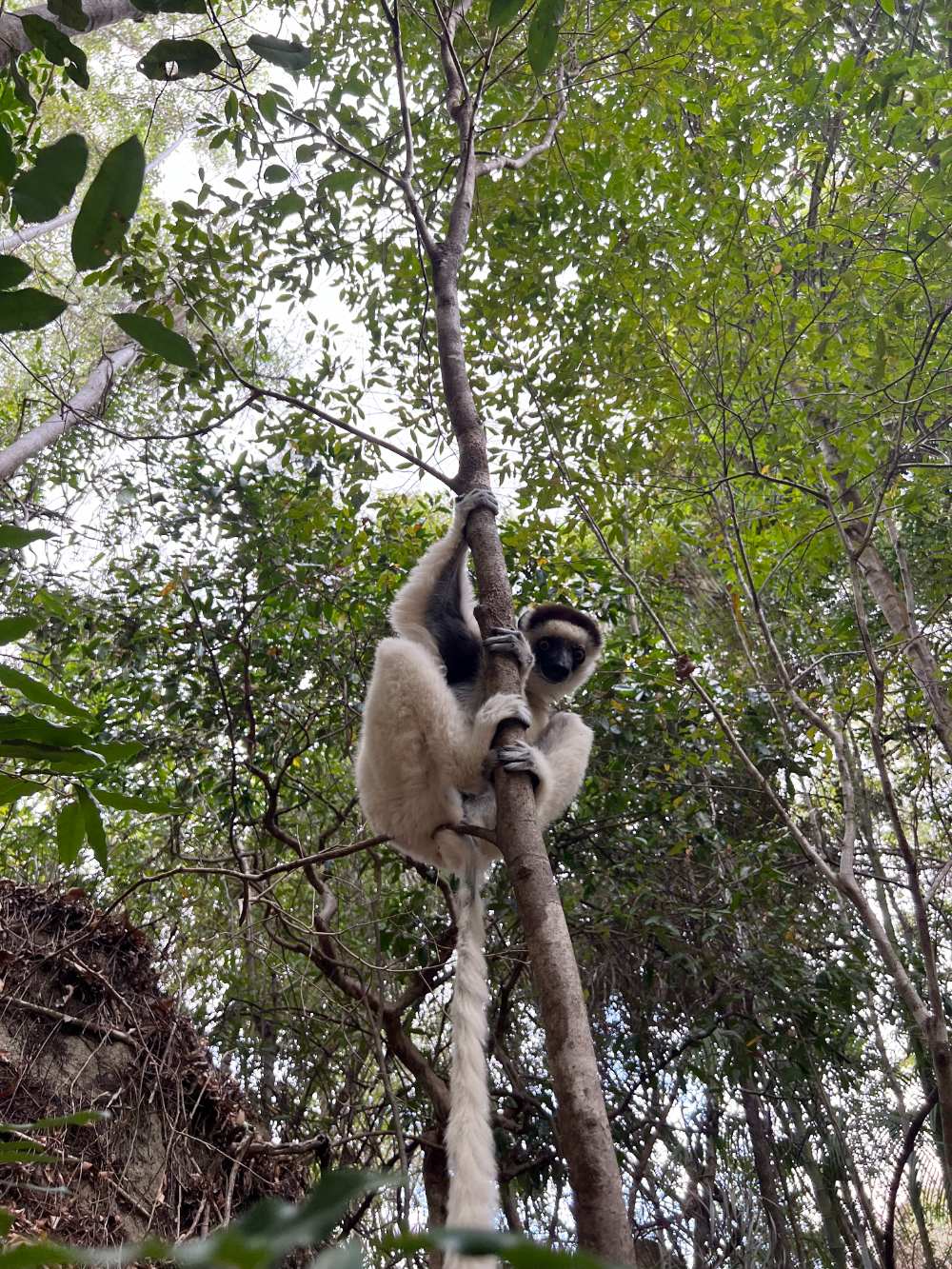 Isalo National Park, Milne Edwards Sifaka.