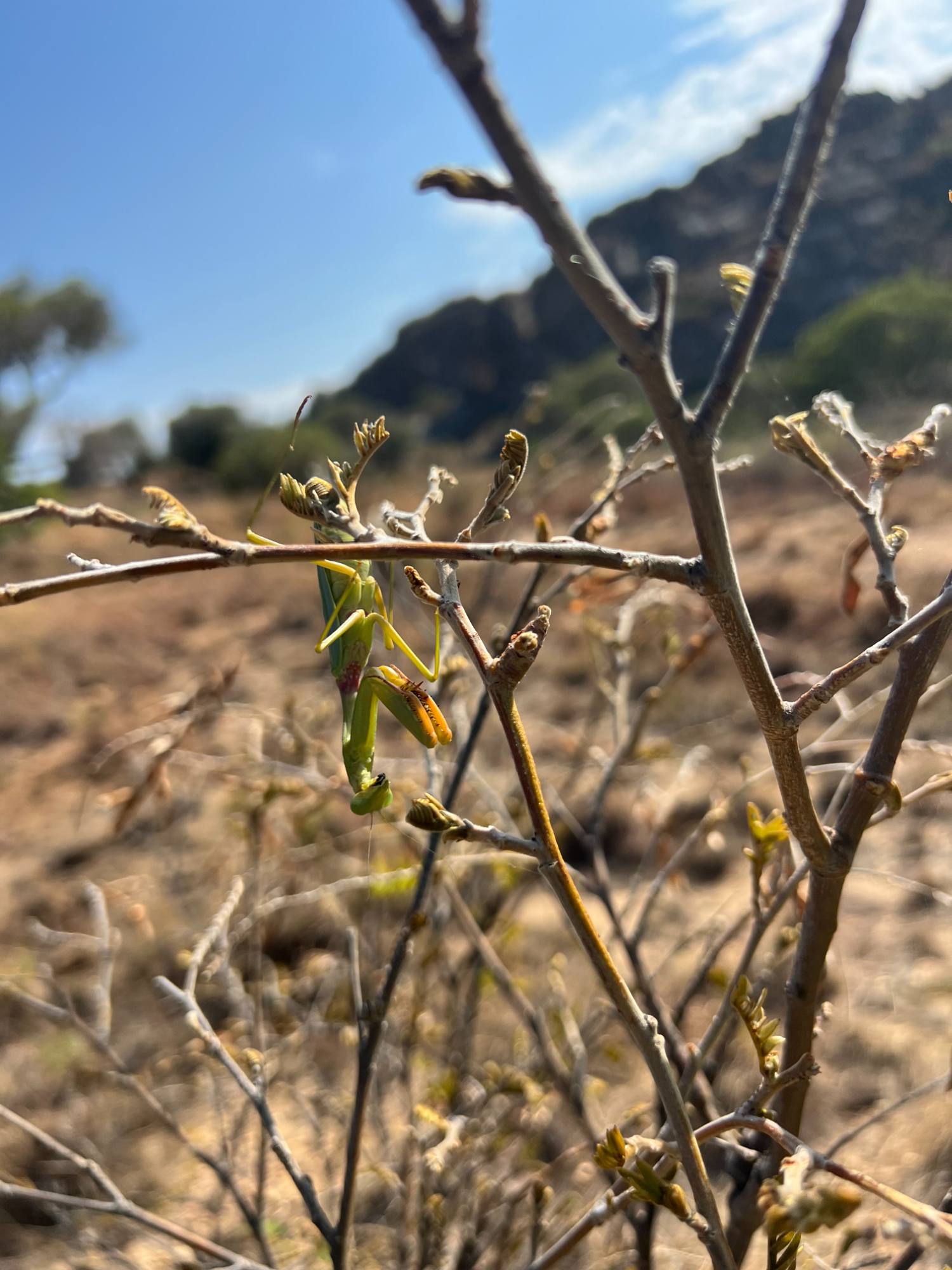 Isalo National Park, mantis.