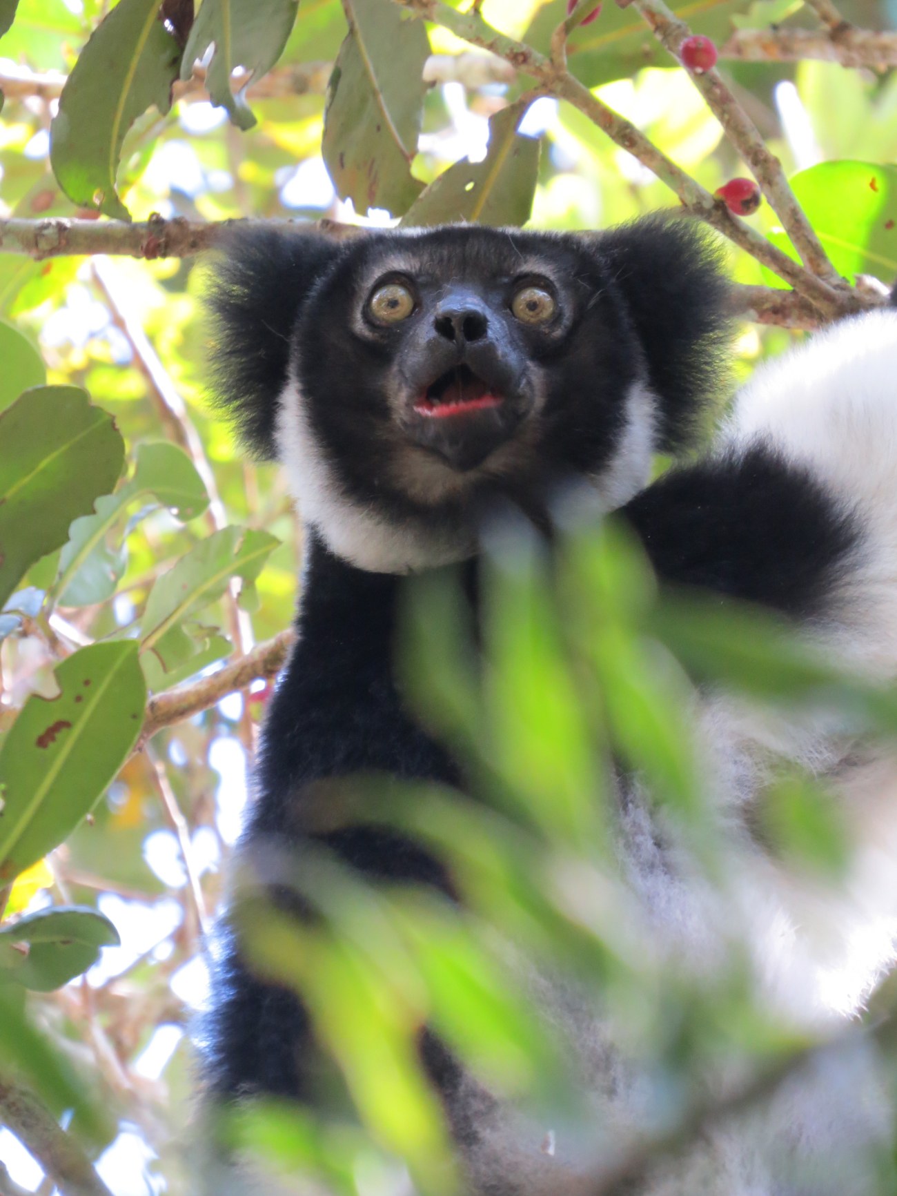 Andasibe, Parc National Analamazaotra Mantadia, Indri Indri