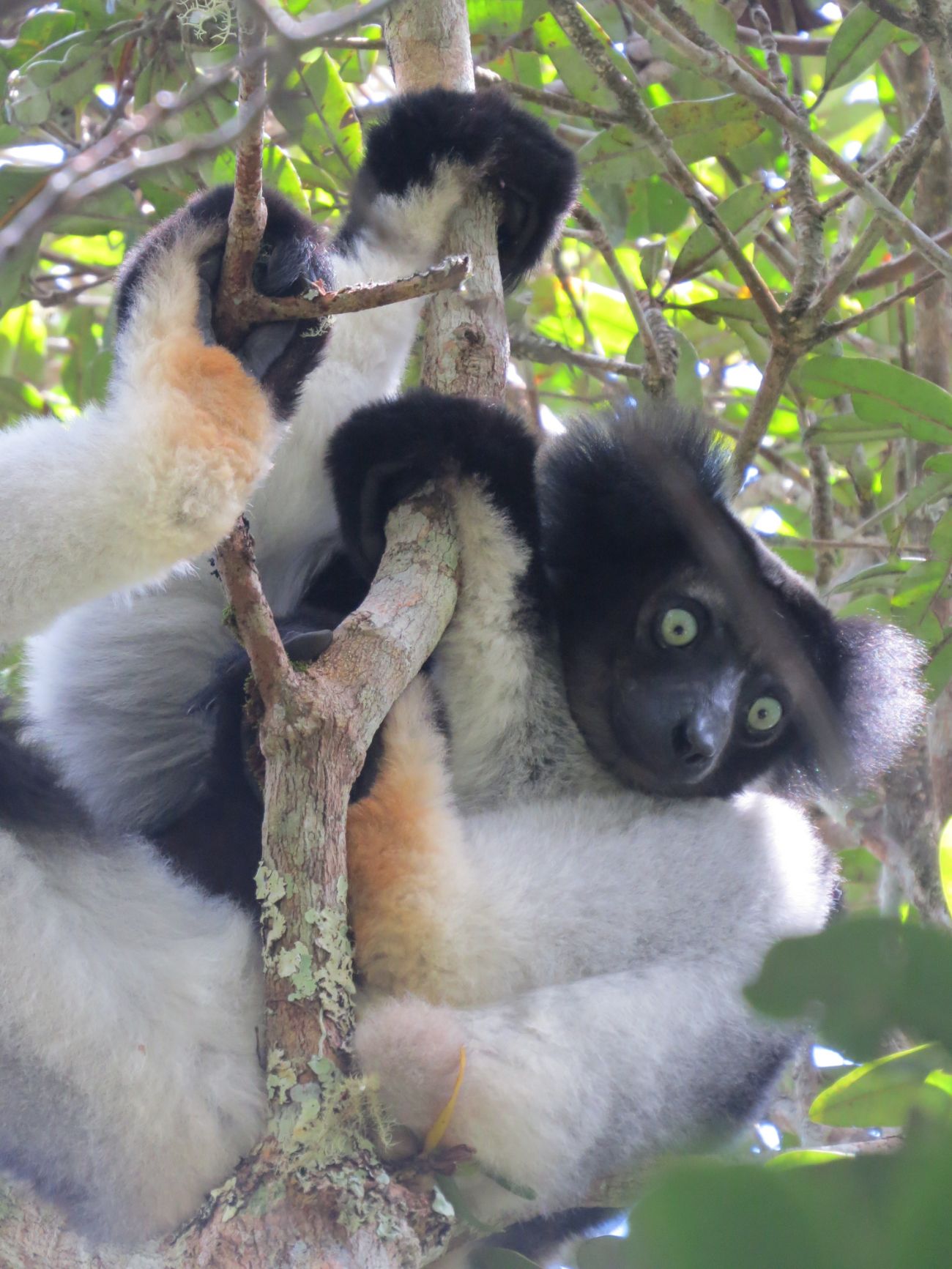 Andasibe, Parc National Analamazaotra Mantadia, Indri Indri