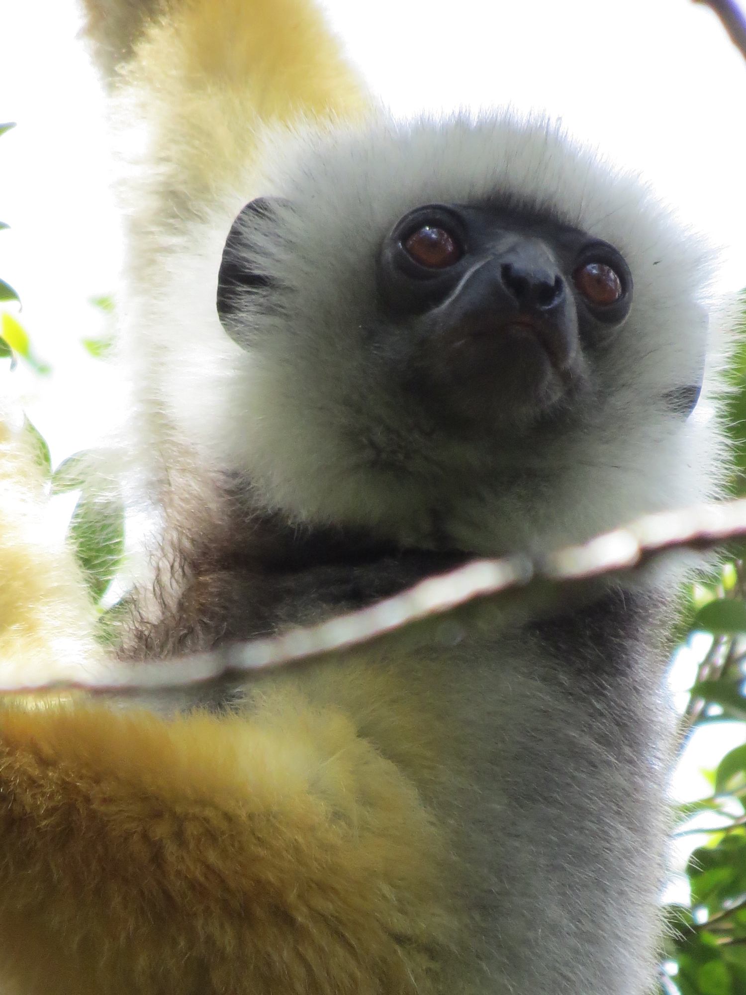 Andasibe, Parc National Analamazaotra Mantadia, sifaka