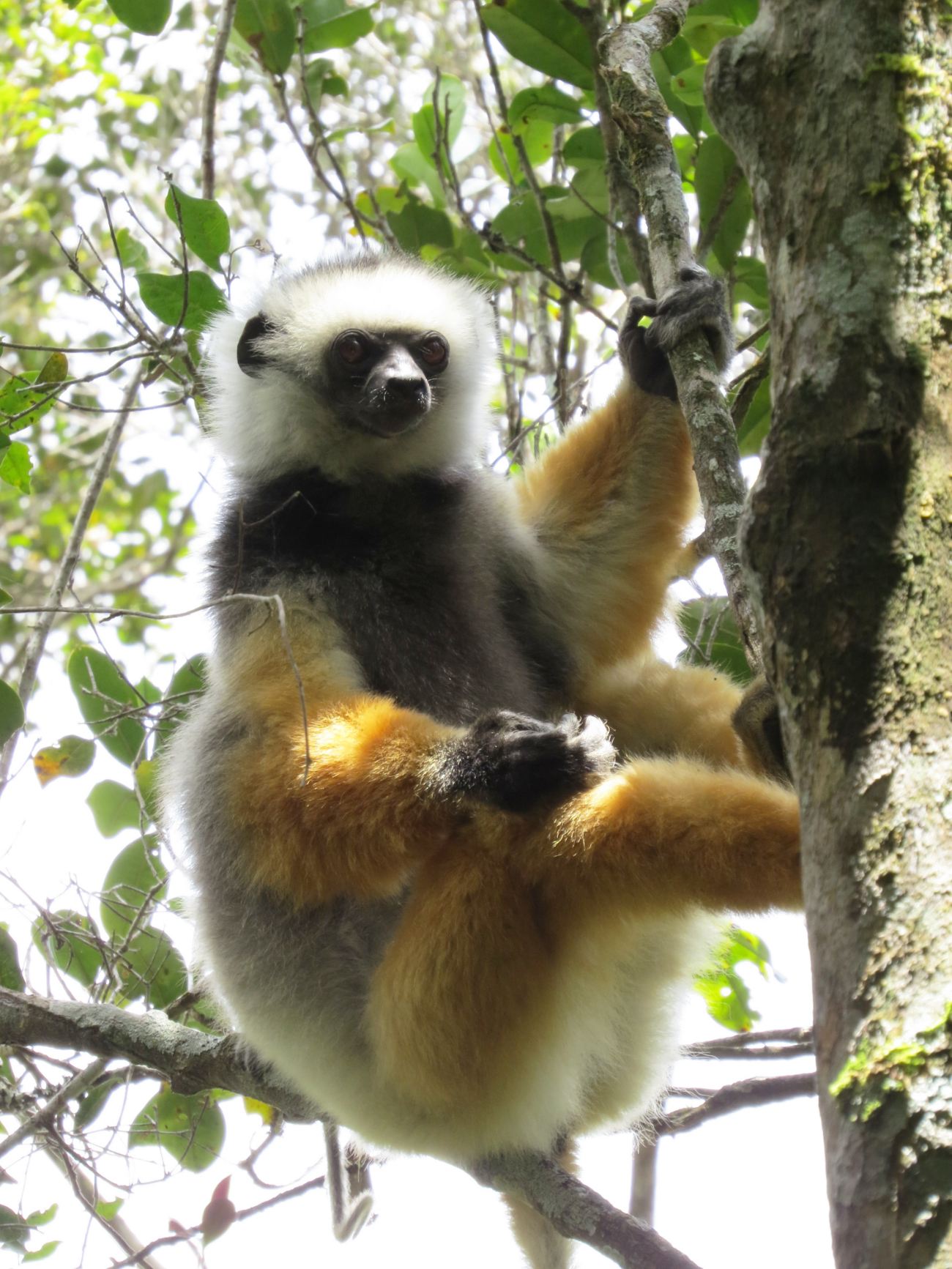 Andasibe, Parc National Analamazaotra Mantadia, sifaka