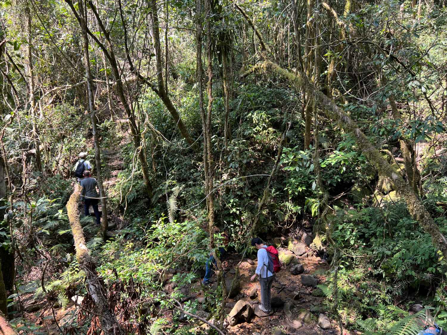 Ranomafana National Park.