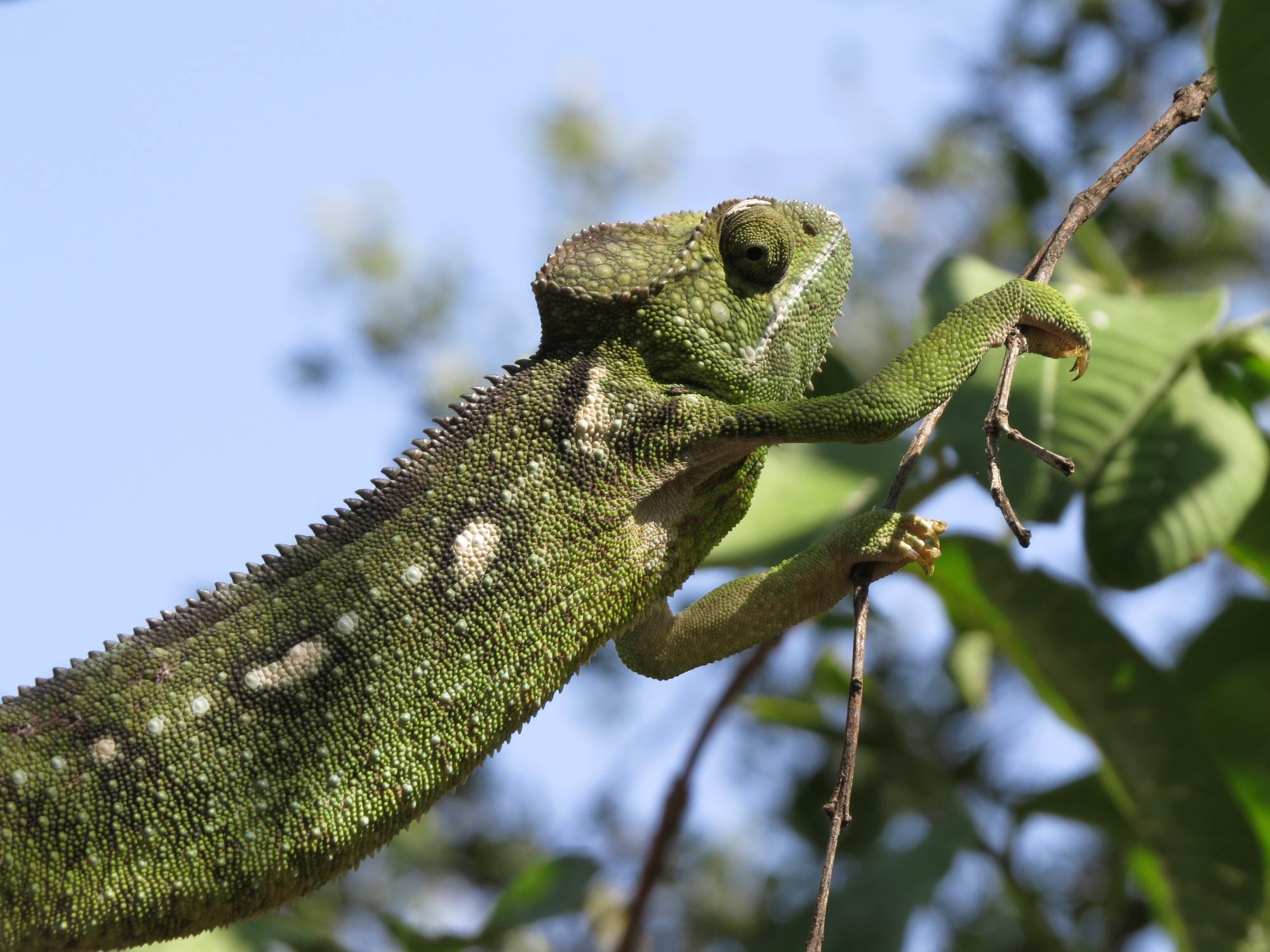 Parc d'Anja, Reuzenkameleon.