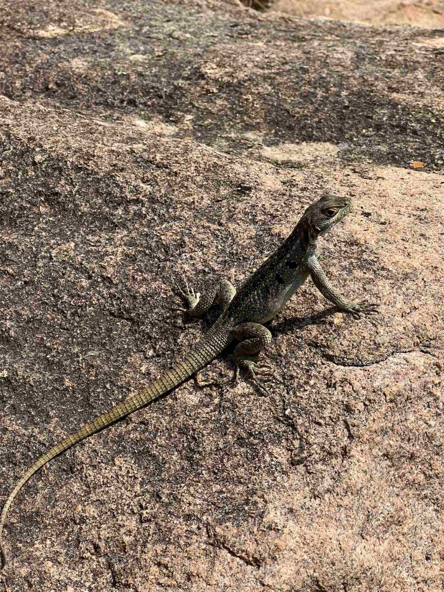 Tsaranoro vallei, Chameleon mountain, hagedis.