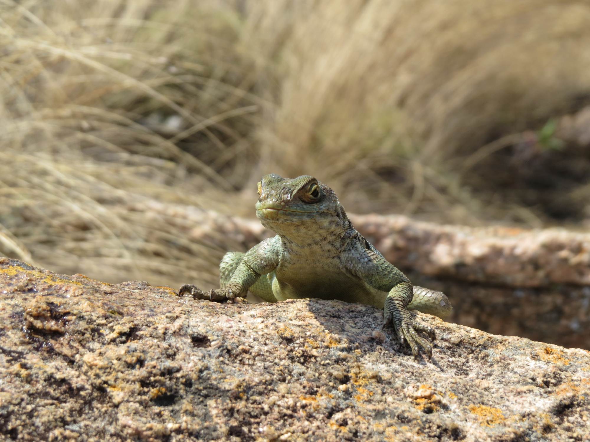 Tsaranoro vallei, Chameleon mountain, hagedis.