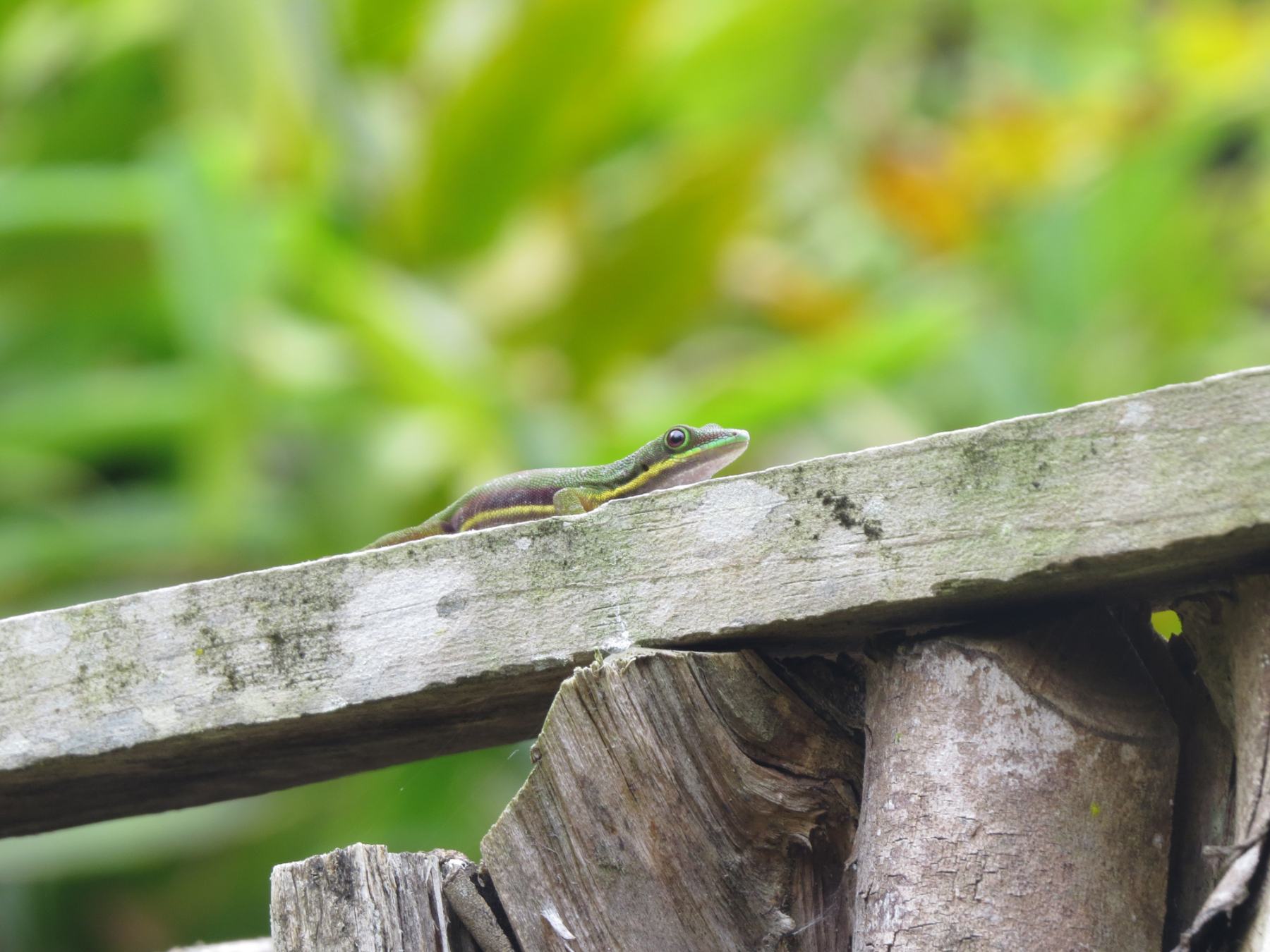 Andasibe, Parc National Analamazaotra Mantadia, gestreepte daggekko